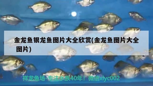 金龍魚銀龍魚圖片大全欣賞(金龍魚圖片大全圖片)