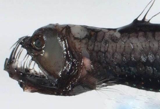 龍魚在魚缸里亂竄什么原因