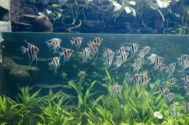 新泰市中龍魚水族館（新泰市中龍魚水族館地址）