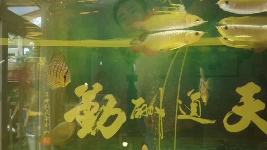 龍巔圈選金龍8小招，別看我小，我快，我靈活 龍巔圈選金龍8小招，別看我小，我快，我靈活 龍魚論壇