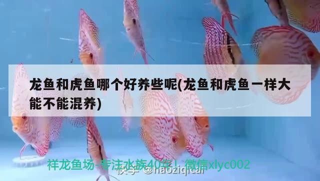 龍魚和虎魚哪個好養(yǎng)些呢(龍魚和虎魚一樣大能不能混養(yǎng))