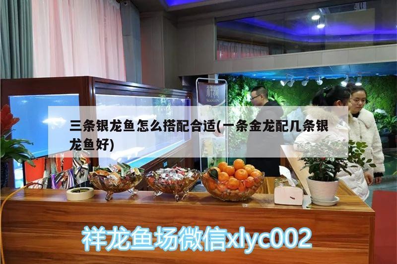 三條銀龍魚(yú)怎么搭配合適(一條金龍配幾條銀龍魚(yú)好)