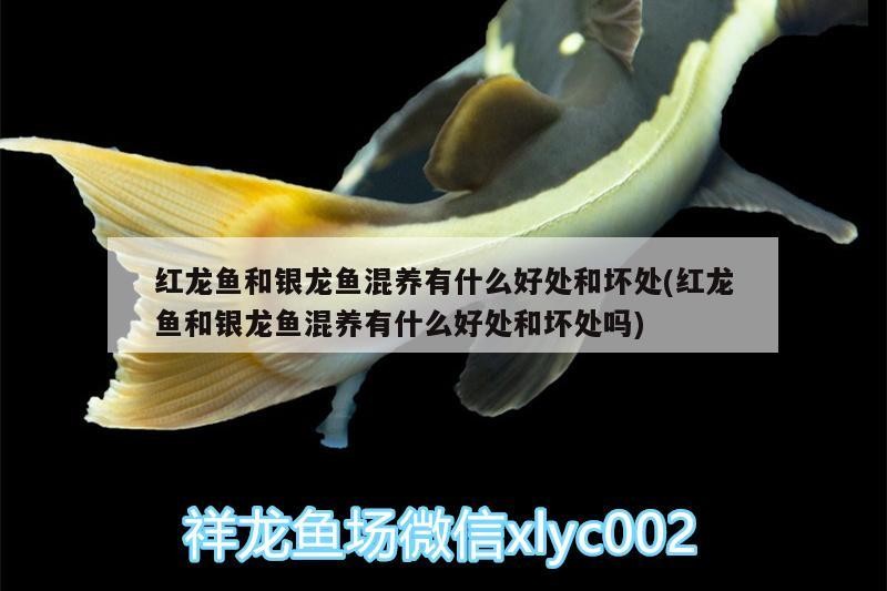 紅龍魚和銀龍魚混養有什么好處和壞處(紅龍魚和銀龍魚混養有什么好處和壞處嗎)