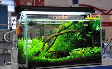 1.5米的魚缸適合什么魚：1.5米的魚缸適合飼養什么魚