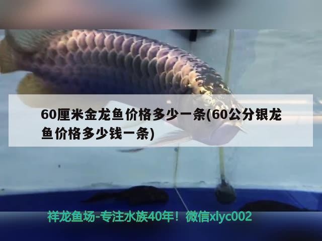 飼料 60厘米金龍魚價格多少一條(60公分銀龍魚價格多少錢一條) 銀龍魚百科 60厘米金龍魚價格多少一條(60公分銀龍魚價格多少錢一條) 60厘米金龍魚價格多少一條(60公分銀龍魚價格多少錢一條) 銀龍魚百科