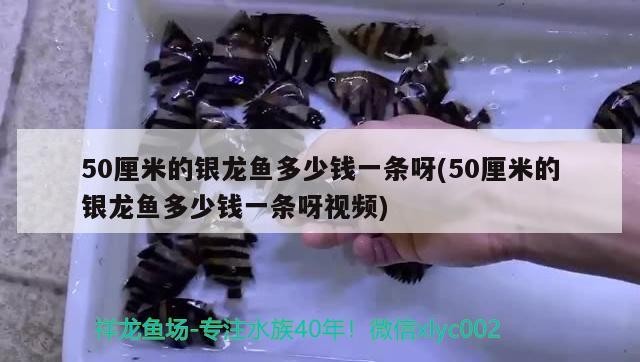50厘米的銀龍魚多少錢一條呀(50厘米的銀龍魚多少錢一條呀視頻)