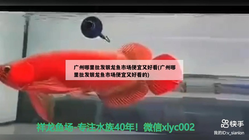 廣州哪里批發銀龍魚市場便宜又好看(廣州哪里批發銀龍魚市場便宜又好看的)