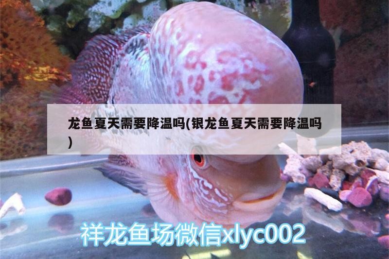 龍魚夏天需要降溫嗎(銀龍魚夏天需要降溫嗎)