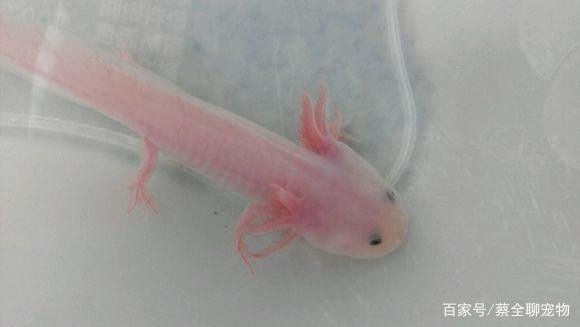 龍魚可以吃小蝌蚪嗎