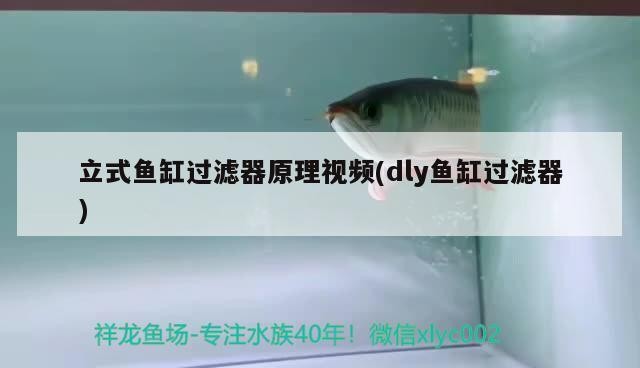 紅龍魚一年長多少厘米算正常范圍圖片視頻（紅龍魚一年長多少厘米算正常范圍圖片視頻）