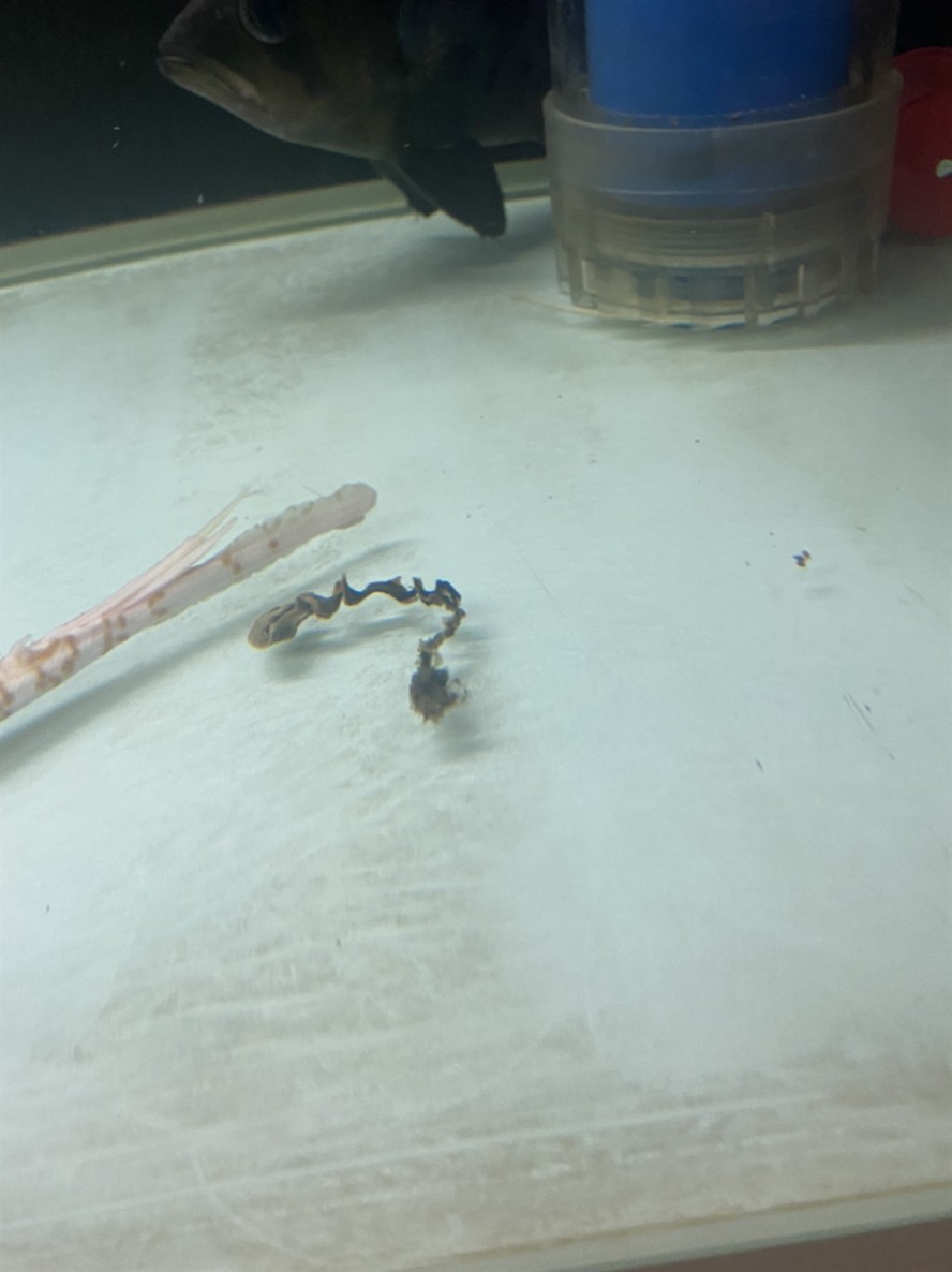 大神看看這種魚便正常嗎？