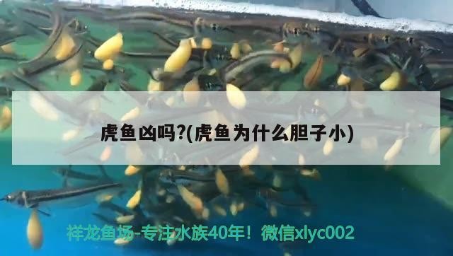 虎魚兇嗎？(虎魚為什么膽子小)