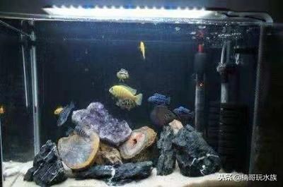 茶葉放魚缸里好嗎：茶葉不建議直接放入魚缸中，可能對魚的健康產生影響