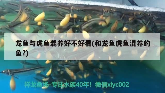 龍魚與虎魚混養好不好看(和龍魚虎魚混養的魚？)