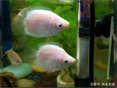 深圳市沃米特科技有限公司（深圳市沃米特科技有限公司怎么樣）