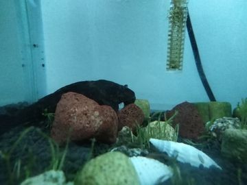 常溫魚缸養什么魚最好：常溫魚缸養什么魚合適 常溫魚缸養什么魚最好：常溫魚缸養什么魚合適 魚缸百科 第3張