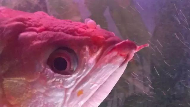 龍魚病了在水面漂浮張嘴是什么病癥