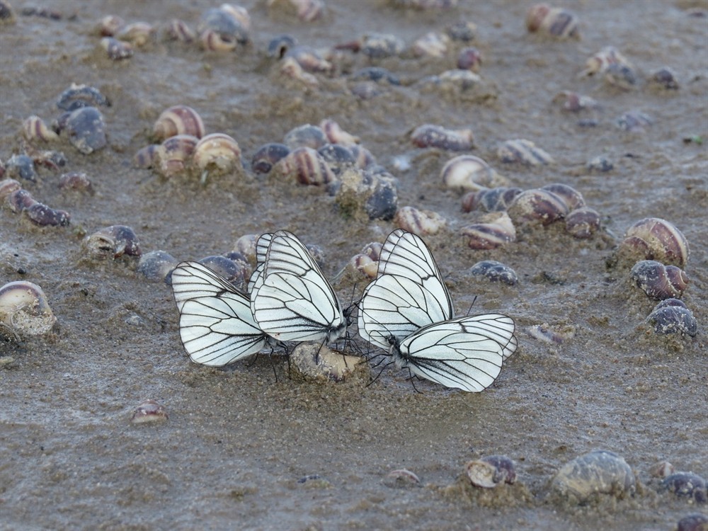 龍魚和虎魚打架誰會贏，龍魚和虎魚打架怎么辦