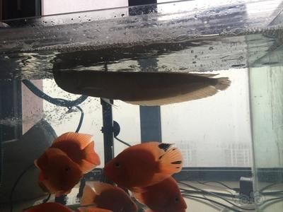 龍魚(yú)挪缸一個(gè)星期沒(méi)開(kāi)口