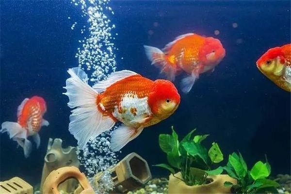 大魚(yú)缸金魚(yú)怎么養(yǎng)才能活得長(zhǎng)久呢：養(yǎng)金魚(yú)的注意事項(xiàng)