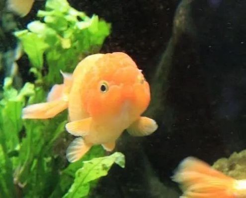 大魚缸金魚怎么養(yǎng)才能活得長久呢：養(yǎng)金魚的注意事項