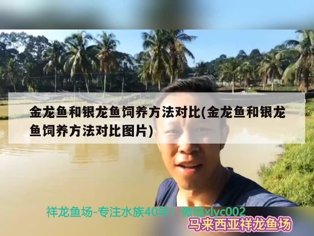 金龍魚和銀龍魚飼養方法對比(金龍魚和銀龍魚飼養方法對比圖片)