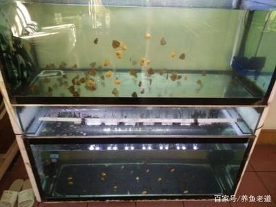 扁圓魚缸適合養啥魚：扁圓魚缸適合養哪些魚？