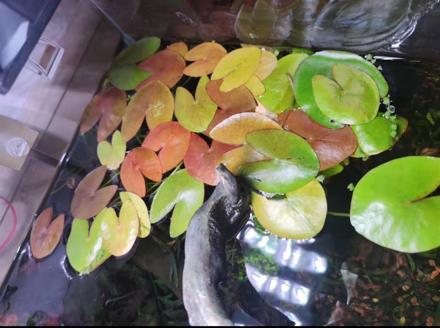 買了包ADA泥散裝細泥感覺不太像