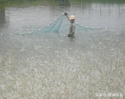 養紅龍魚魚缸背景顏色要求是多少色的（養紅龍魚魚缸背景顏色要求是多少色的呢）