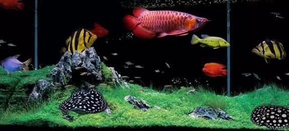 不用加溫的小型熱帶魚缸有哪些：不用加溫的小型熱帶魚缸應(yīng)該選擇不用加溫的小型熱帶魚缸