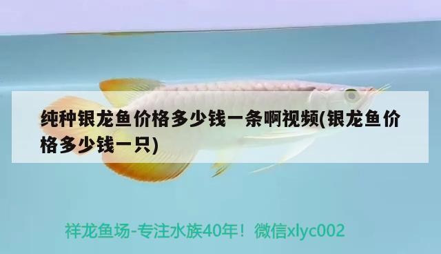 純種銀龍魚價格多少錢一條啊視頻(銀龍魚價格多少錢一只)