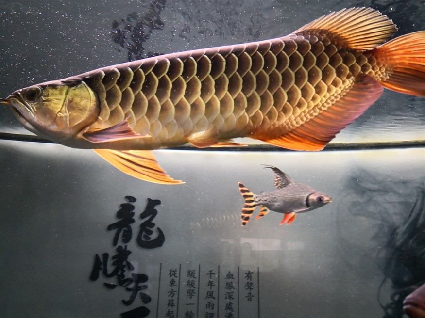 因換房含淚上岸
