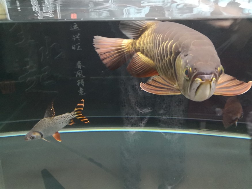 因換房含淚上岸