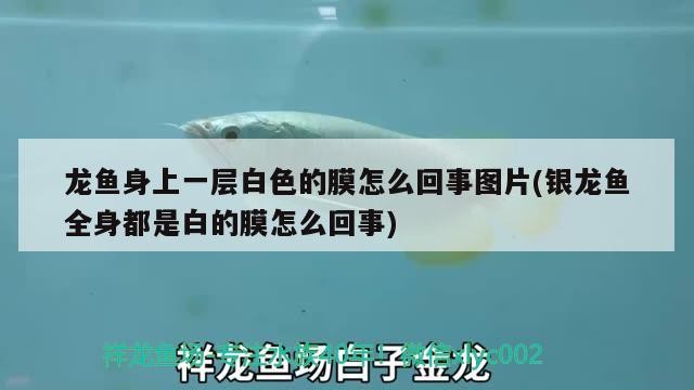 龍魚身上一層白色的膜怎么回事圖片(銀龍魚全身都是白的膜怎么回事)