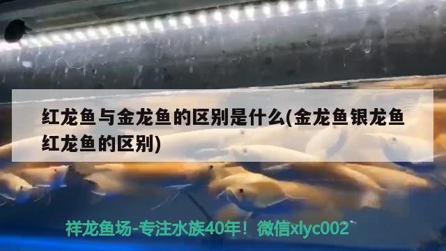 紅龍魚與金龍魚的區(qū)別是什么(金龍魚銀龍魚紅龍魚的區(qū)別)