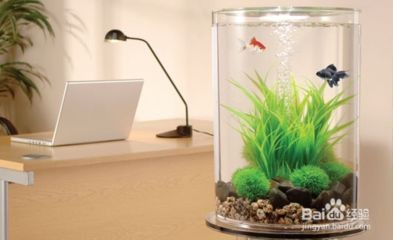 不加溫的魚缸養什么魚最好：在不加溫的魚缸中飼養的魚種需要考慮到魚的耐寒性、對水質的要求