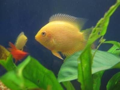 紅龍魚老是趴缸子怎么回事啊視頻講解（紅龍魚老是趴缸子怎么回事啊視頻講解一下）