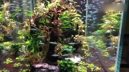 北方魚缸水草有哪些品種：適合北方魚缸養的水草