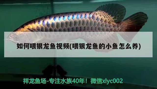 如何喂銀龍魚視頻(喂銀龍魚的小魚怎么養)