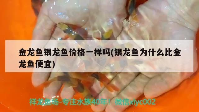 金龍魚銀龍魚價格一樣嗎(銀龍魚為什么比金龍魚便宜)