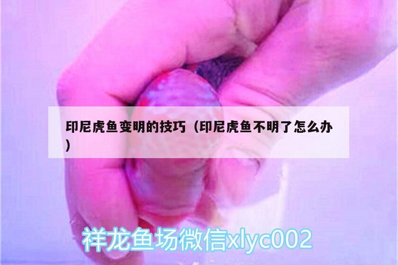 印尼虎魚變明的技巧（印尼虎魚不明了怎么辦）