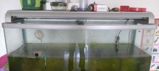 玻璃魚缸裂縫用什么東西可以修補：修補玻璃魚缸裂縫的幾種方法