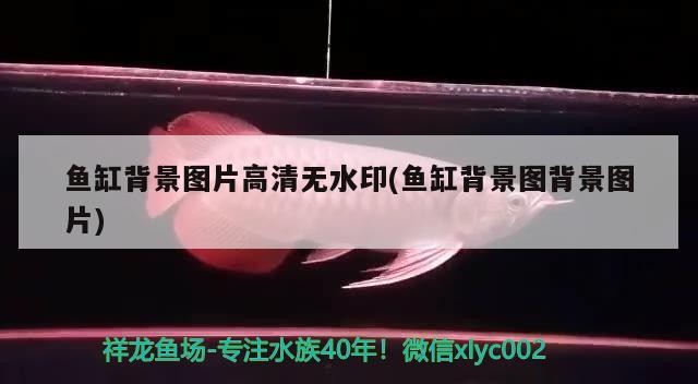 魚缸背景圖片高清無(wú)水印(魚缸背景圖背景圖片)