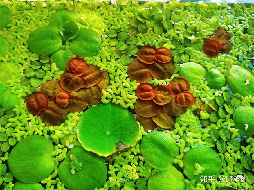 大薸魚缸：在魚缸中種植大薸需要考慮到觀賞性的問題并采取相應(yīng)的措施