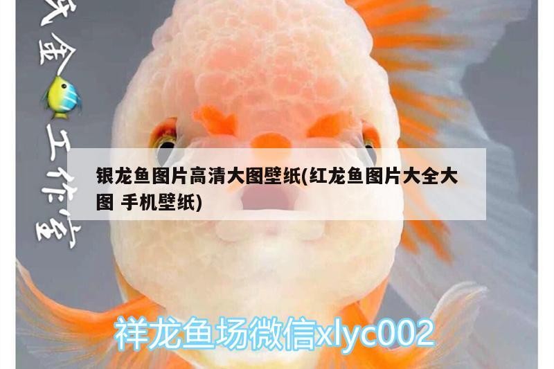 銀龍魚圖片高清大圖壁紙(紅龍魚圖片大全大圖手機(jī)壁紙)