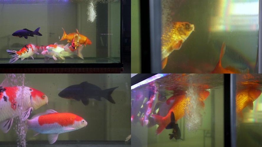 大魚缸金魚養(yǎng)幾條比較吉利呢：養(yǎng)金魚的條數(shù)在風(fēng)水學(xué)中是一個(gè)重要的因素，影響家中財(cái)運(yùn)和運(yùn)勢(shì)