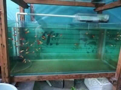 蓬江區卿香花木園林水族工程部