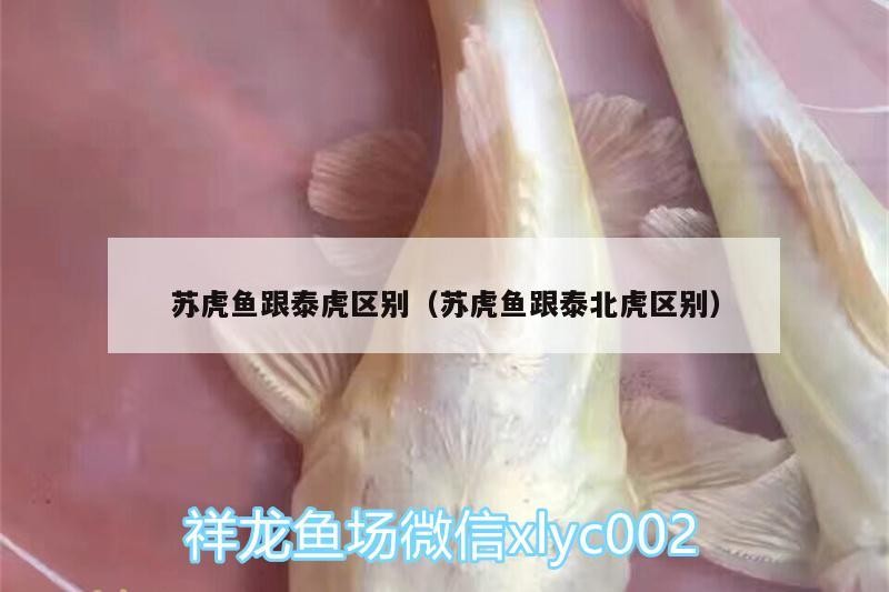 蘇虎魚跟泰虎區(qū)別（蘇虎魚跟泰北虎區(qū)別）