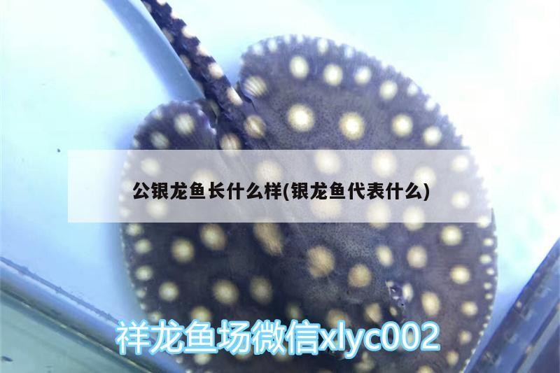 公銀龍魚長什么樣(銀龍魚代表什么)