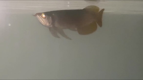 有點像大湖魚的感覺